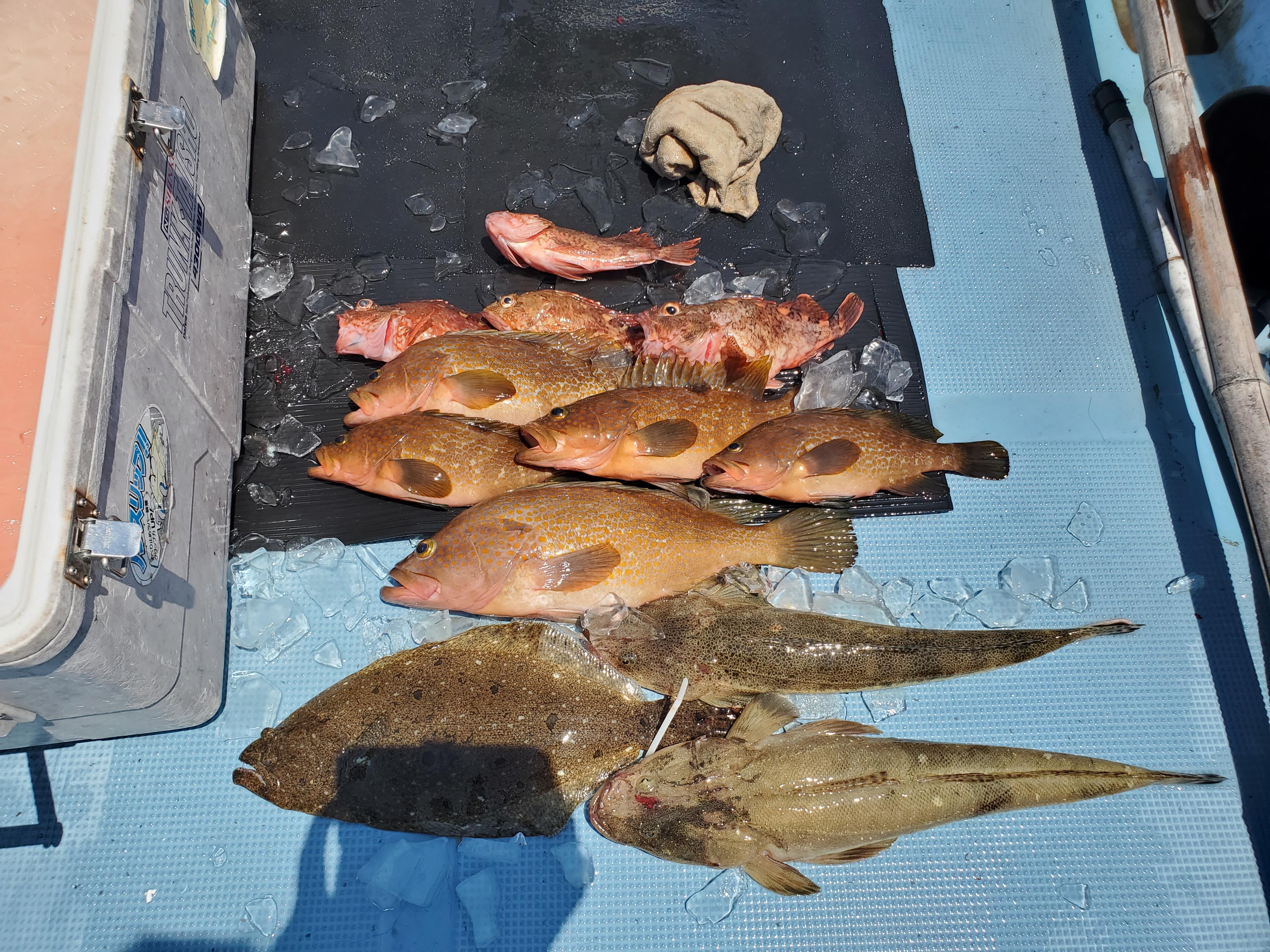 根魚
